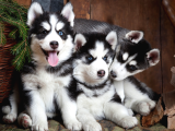 NİRVANA HUSKY YAVRULAR 