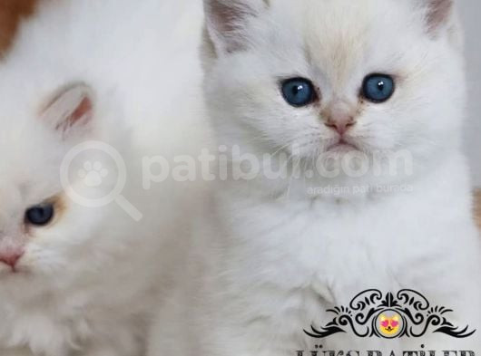 Beyaz Melek Silver British Shorthair görsel