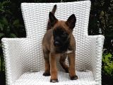 Eğitime Açık Malinois Yavrular