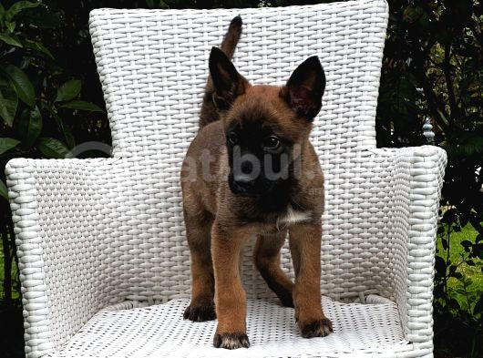Eğitime Açık Malinois Yavrular görsel