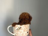 Redbrown Kore Teacup Poodle Bebekler