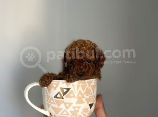Redbrown Kore Teacup Poodle Bebekler görsel