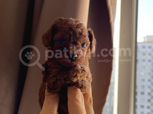 Redbrown Kore Teacup Poodle Bebekler görsel
