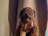 Redbrown Kore Teacup Poodle Bebekler