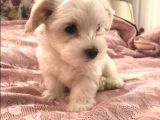 A Kalite Maltese Terrier Yavrularımız