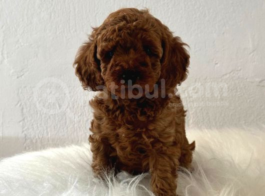 Sağlık Ve Irk Garantili Toy Poodle görsel