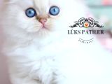 Silver Point British Longhair