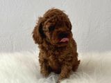 Sağlık Ve Irk Garantili Toy Poodle
