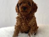 Sağlık ve ırk garantili toy poodle