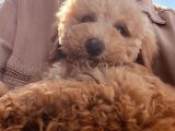 Güzeller güzeli Toy Poodle Yavrum