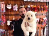 Ödüllü Babadan Ayı Yavrusu Samoyed A Kalite