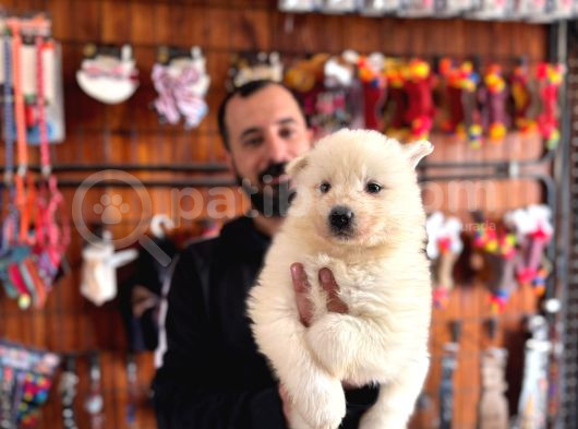 Ödüllü Babadan Ayı Yavrusu Samoyed A Kalite görsel