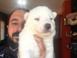 Muhteşem Maskeli Masmavi Gözleriyle Husky Sibirya Kurdu Yavr