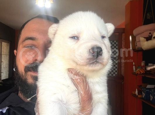 Muhteşem Maskeli Masmavi Gözleriyle Husky Sibirya Kurdu Yavr görsel