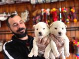 Muhteşem Maskeli Masmavi Gözleriyle Husky Sibirya Kurdu Yavr