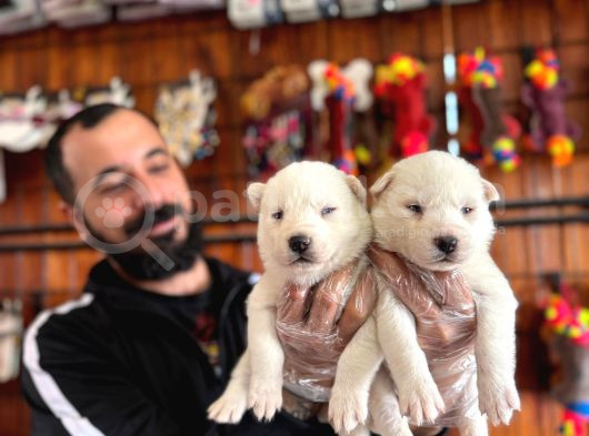 Muhteşem Maskeli Masmavi Gözleriyle Husky Sibirya Kurdu Yavr görsel