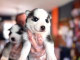 Muhteşem Maskeli Masmavi Gözleriyle Husky Sibirya Kurdu Yavr