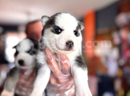 Muhteşem Maskeli Masmavi Gözleriyle Husky Sibirya Kurdu Yavr görsel