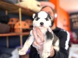 Muhteşem Maskeli Masmavi Gözleriyle Husky Sibirya Kurdu Yavr