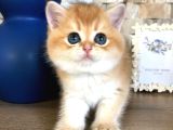 A Kalite Bri̇ti̇sh Shorthai̇r Golden  Yavrular