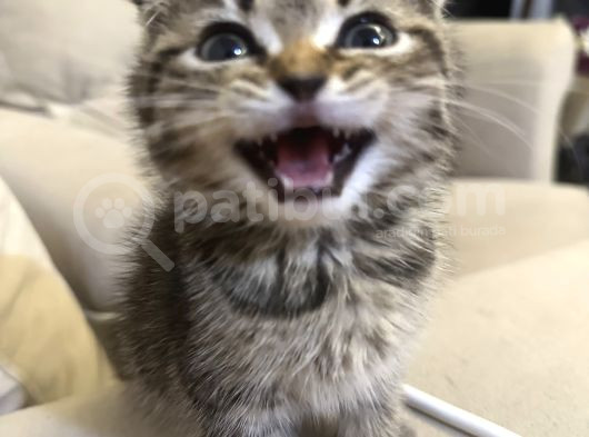 Sevgi Dolu Scottish Fold Yavrusu Yeni Ailesini Arıyor