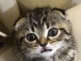 Sevgi Dolu Scottish Fold Yavrusu Yeni Ailesini Arıyor