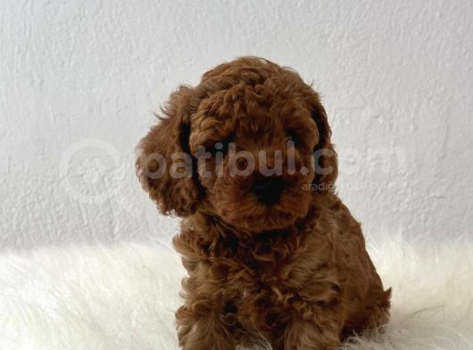 Sağlık Ve Irk Garantili Toy Poodle görsel
