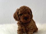 Sağlık ve ırk garantili toy poodle