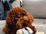 Sağlik Ve Irk Garanti̇li̇ Toy Poodle Bebi̇sler
