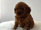 Sağlık Ve Irk Garantili Toy Poodle