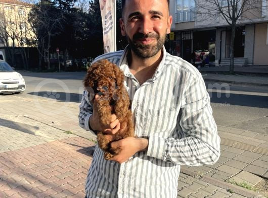 Toy Poodleyavrularımız görsel