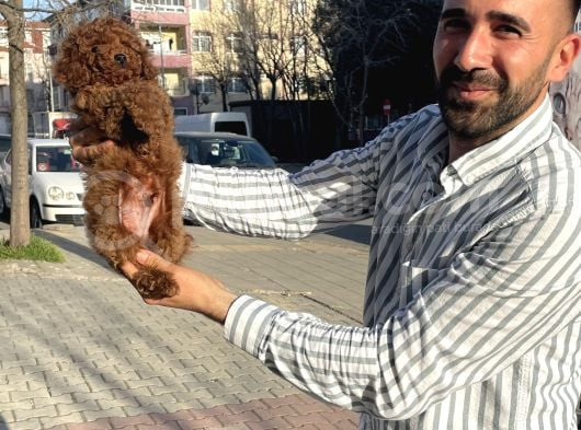 Toy Poodleyavrularımız görsel