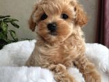 Safkan Malti̇poo Bebekler