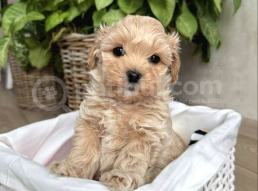 Bi̇blo Surat Malti̇poo Bebekler görsel