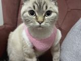 Dişi Brıtısh Shorthair