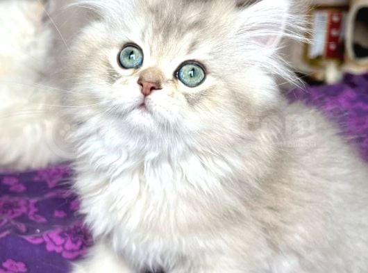 Yumuşacık Blue Golden British Longhair görsel