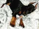 SAĞLIK VE IRK GARANTİLİ DOBERMANLARİM