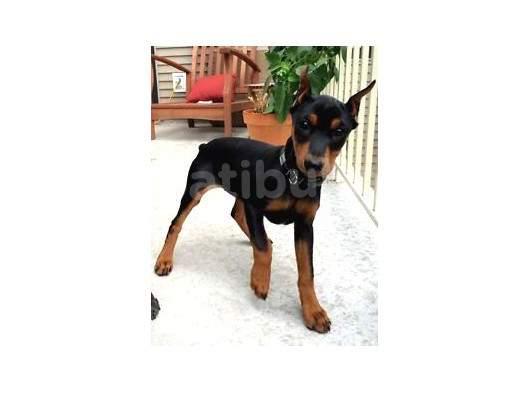 Sağlik Ve Irk Garanti̇li̇ Dobermanlari̇m görsel
