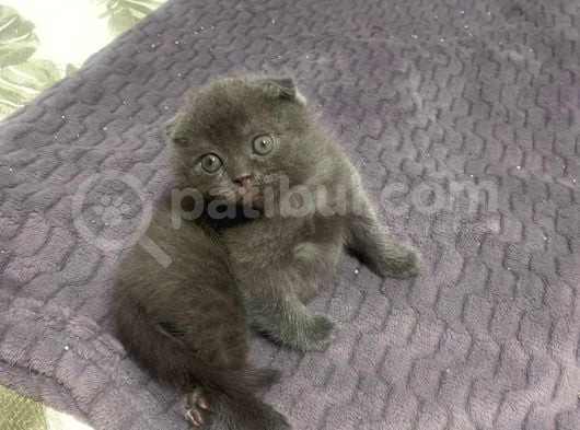 Scr Li Anne Babadan Scotti̇sh Fold Bebekler görsel