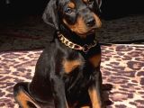 Üst Kalite Eğitimli Doberman Yavruları
