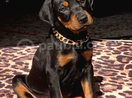 Üst Kalite Eğitimli Doberman Yavruları görsel