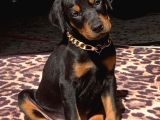 Üst Kalite Eğitimli Doberman Yavruları