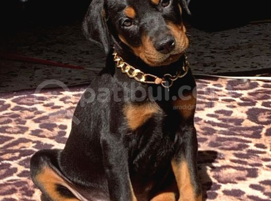 Üst Kalite Eğitimli Doberman Yavruları görsel