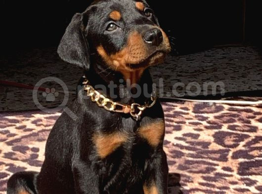Üst Kalite Eğitimli Doberman Yavruları görsel