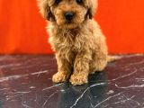 Tatlı Toy Poodle Bebeklerim