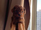 Teacup Kore Redbrown Bebekler