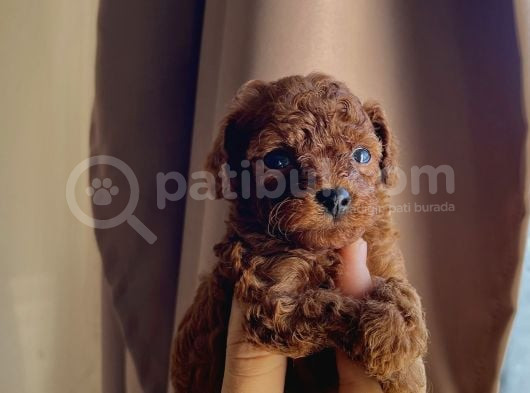 Teacup Kore Redbrown Bebekler görsel