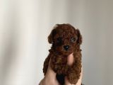 Teacup Kore Redbrown Bebekler