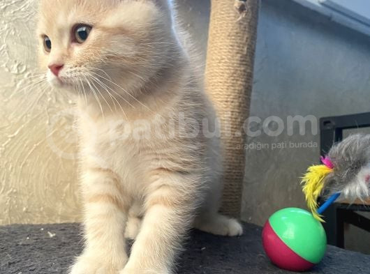 British Shorthair Cream Tabby görsel
