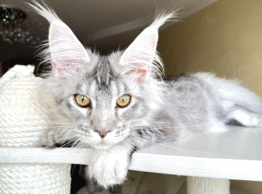 Safkan Silver Mainecoon Erkek görsel